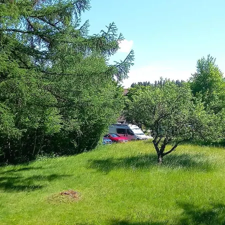 Vorauf Knabenkraut 2 Siegsdorf